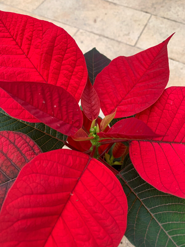Stella Di Natale - Euphorbia pulcherrima - Poinsettia - vaso 12 orssa