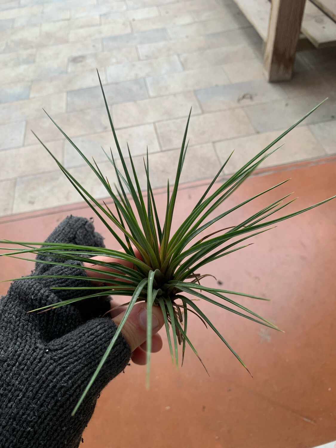 Tillandsia Stricta