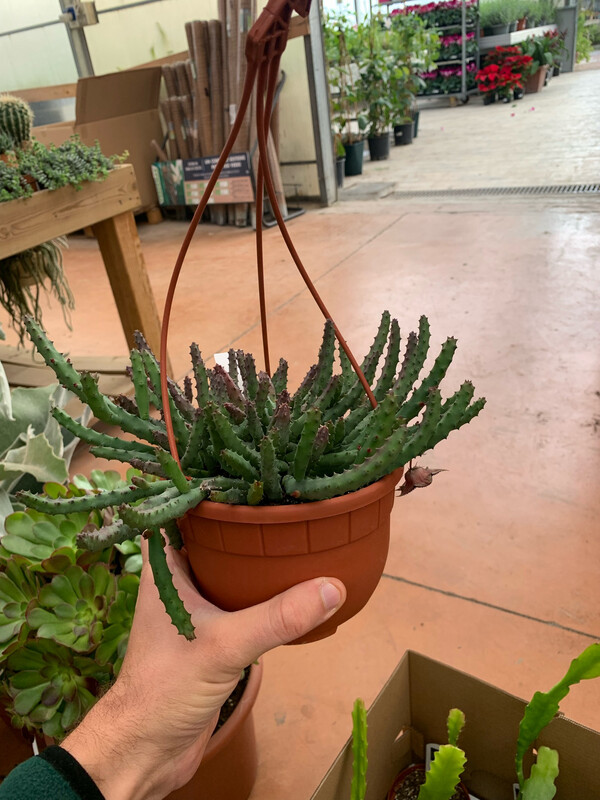 STAPELIA HUERNIA PENDULA - basket Ø 14 cm