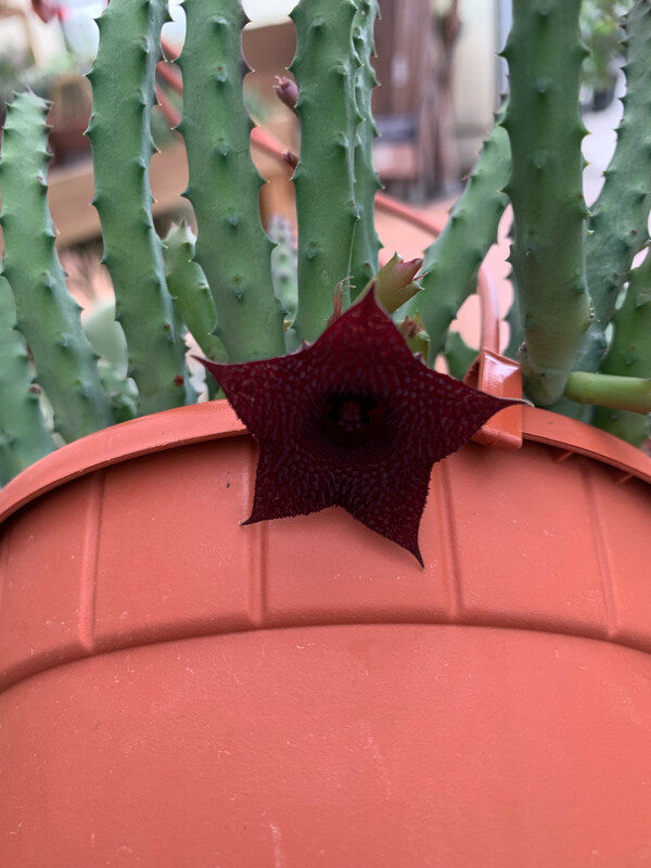 STAPELIA HUERNIA PENDULA - basket Ø 14 cm