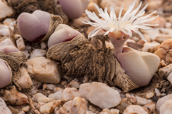 Gibbaeum album, Aizoaceae - vaso Ø8 cm