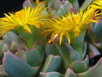 Machairophyllum albidum vaso 8 Aizoaceae