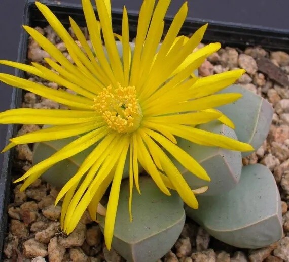 Lapidaria Margarethae vaso 8 Aizoaceae