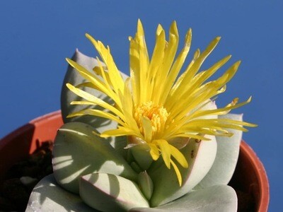 Aizoaceae, Schwantesia costanceae - vaso Ø8 cm
