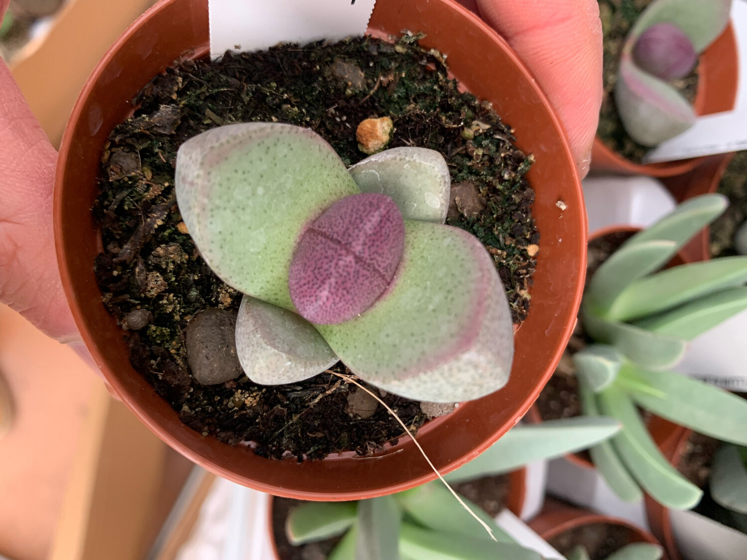 PLEIOSPILOS NELII ROYAL FLUSH, AIZOACEAE - vaso Ø 8 cm