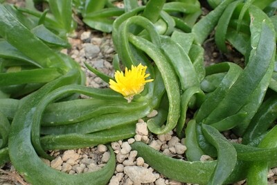 Glottiphyllum Longum, Aizoaceae - vaso Ø8 cm