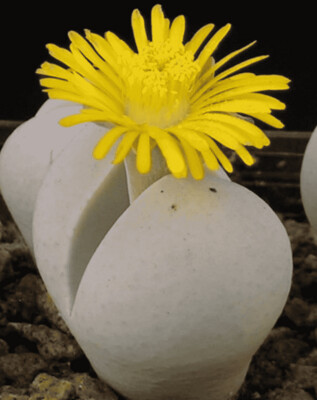 Dinteranthus microspermus - vaso Ø8 cm Dinteranthus microspermus - vaso Ø8 cm