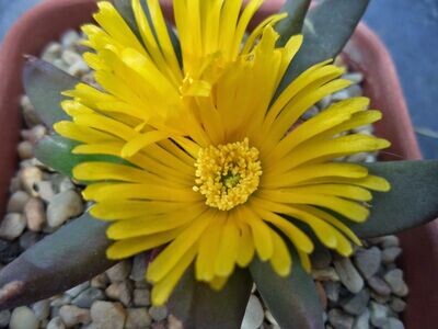 Glottiphyllum Suave, Aizoaceae - vaso Ø8 cm