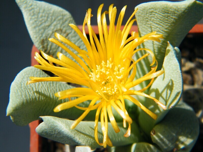 Aizoaceae, Schwantesia acutipetala - vaso Ø8 cm