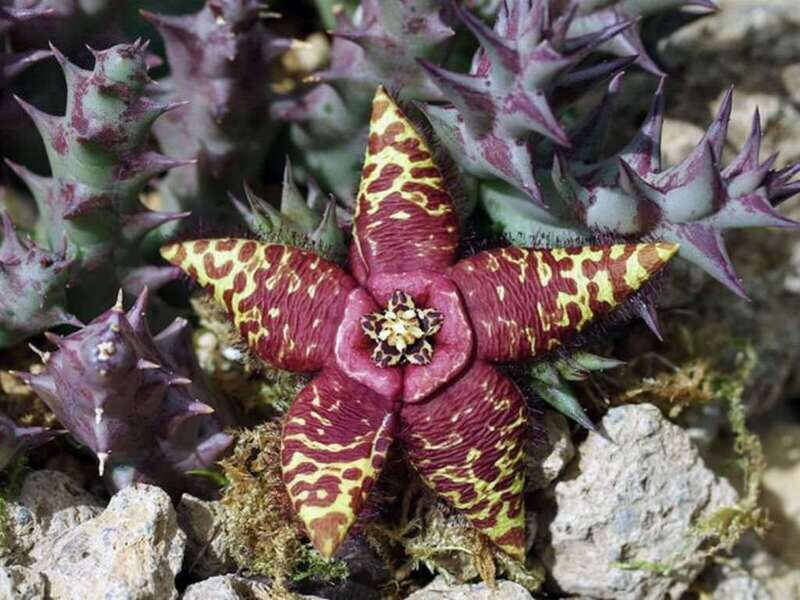 Stapelia, Orbea semota - vaso Ø5,5 cm