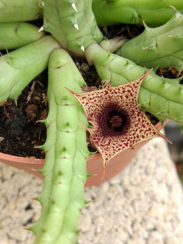 Stapelia Orbea, Caralluma repens - vaso Ø10,5 cm