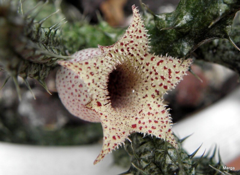 Stapelia Stapelianthus Decaryi - vaso Ø5,5 cm
