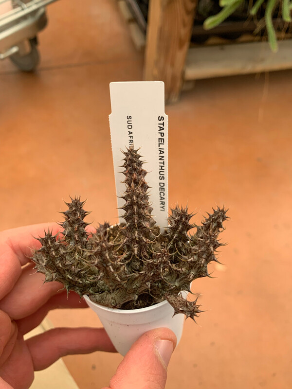 Stapelia Stapelianthus Decaryi - vaso Ø5,5 cm