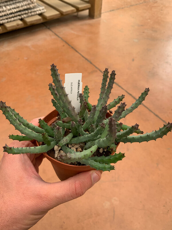 STAPELIA HUERNIA PENDULA - vaso Ø 10 cm