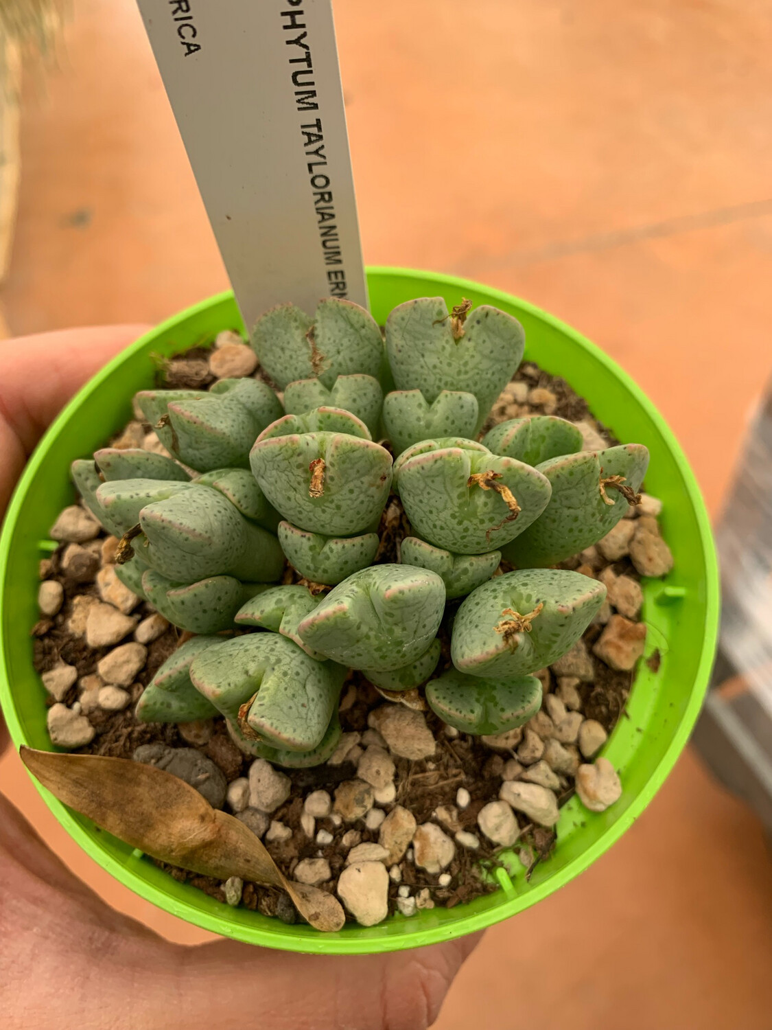 Conophytum Taylorianum ernianum vaso 10
