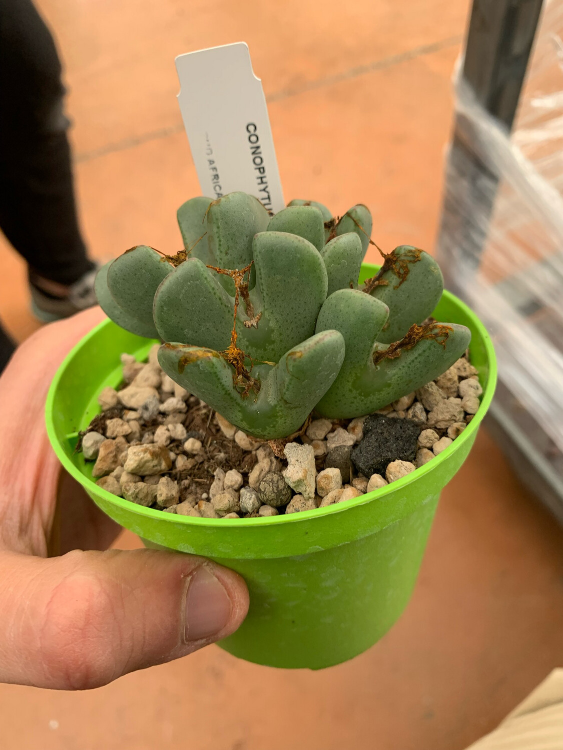 Conophytum Bilobum - vaso Ø10 cm