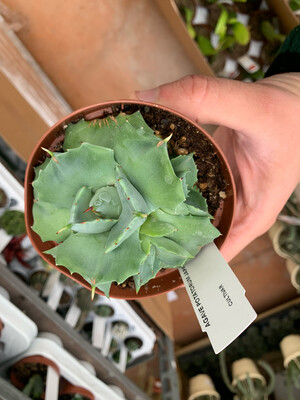 Agave Potatorum Shoji-Rijin/Japan, Pianta Succulenta/Pianta Grassa - vaso Ø 10cm