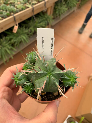 EUPHORBIA  Valida vaso 7.5