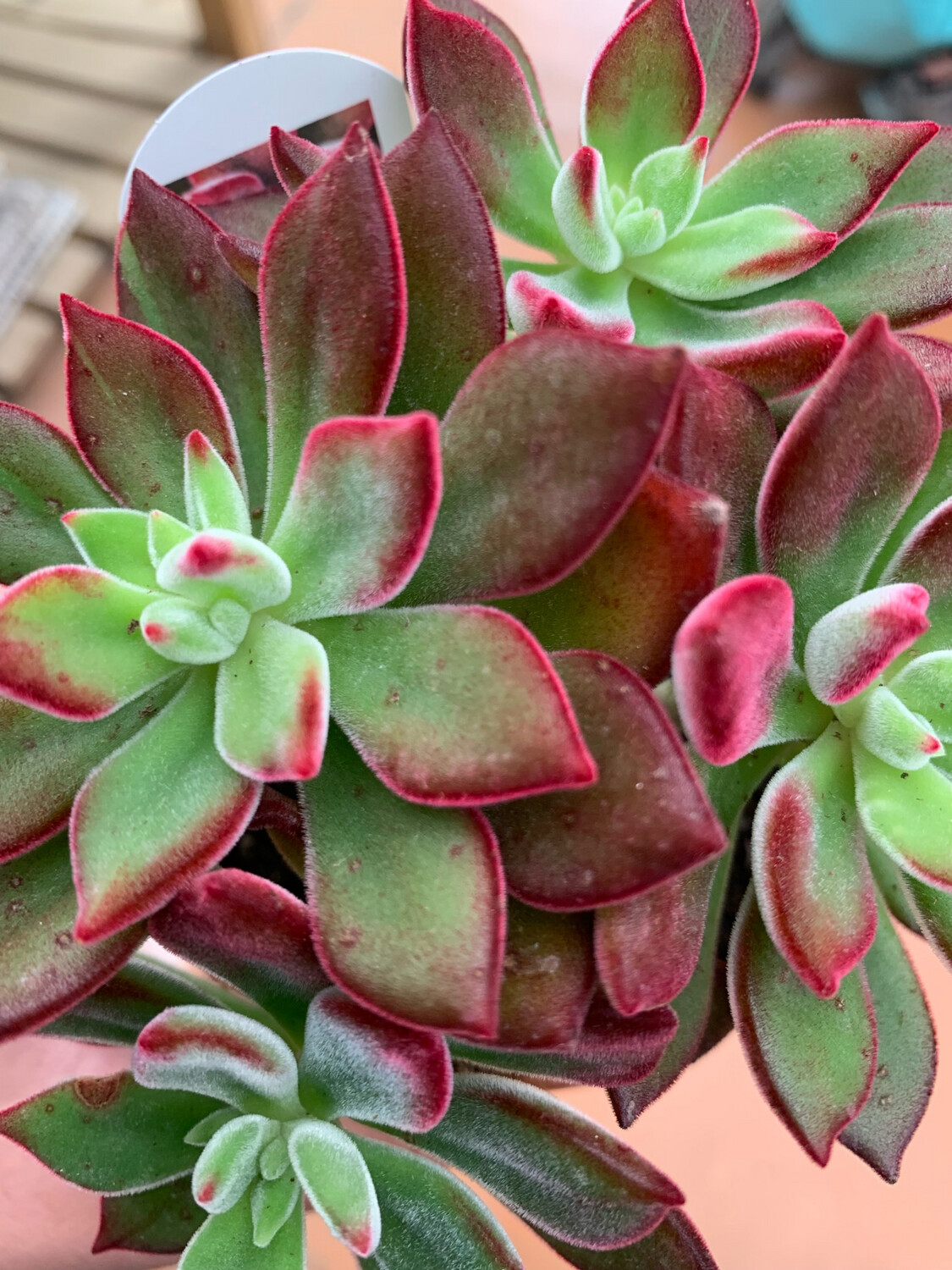 Echeveria spp Pulvinata Devotion - vaso Ø8,5cm