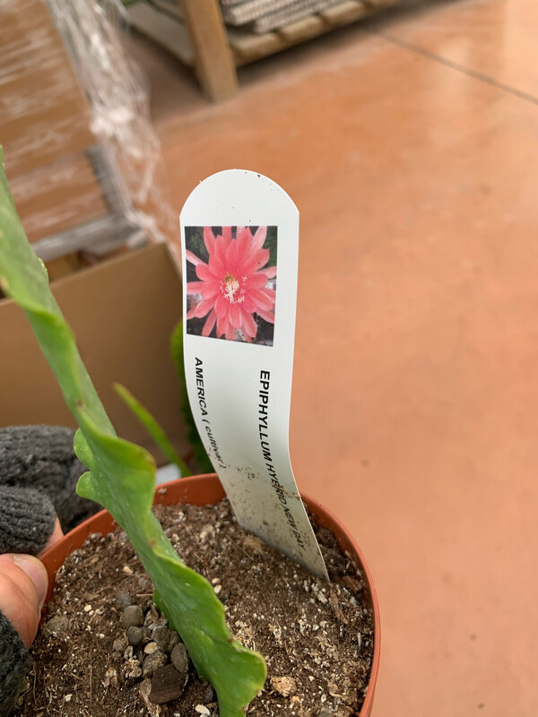Lingua di suocera, Epiphyllum &#39;New Day&#39; - vaso cm 10,5 (fiore rosa tenue doppio)