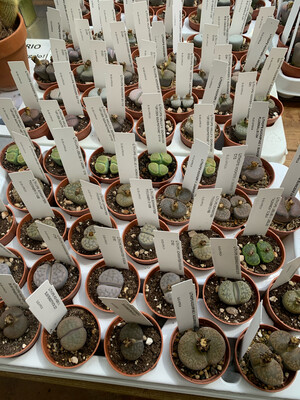 Lithops spp. - Sassi viventi - (seleziona la varietà) - vaso Ø 5,5 cm