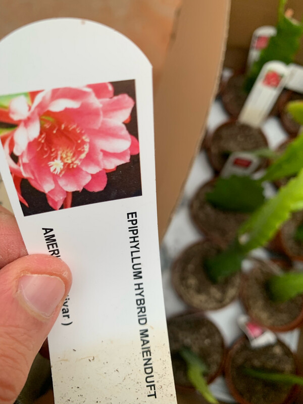 Lingua di suocera, Epiphyllum &#39;Maienduft&#39; (fiore pesca) - vaso Ø10,5 cm