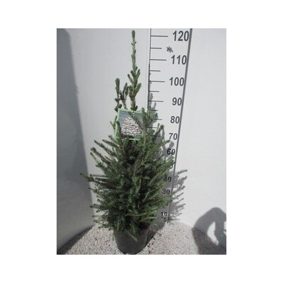 Picea Glauca Super Green vaso 28 h 120