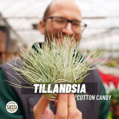 Tillandsia Cotton Candy
