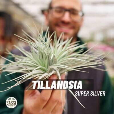 Tillandsia Super Silver