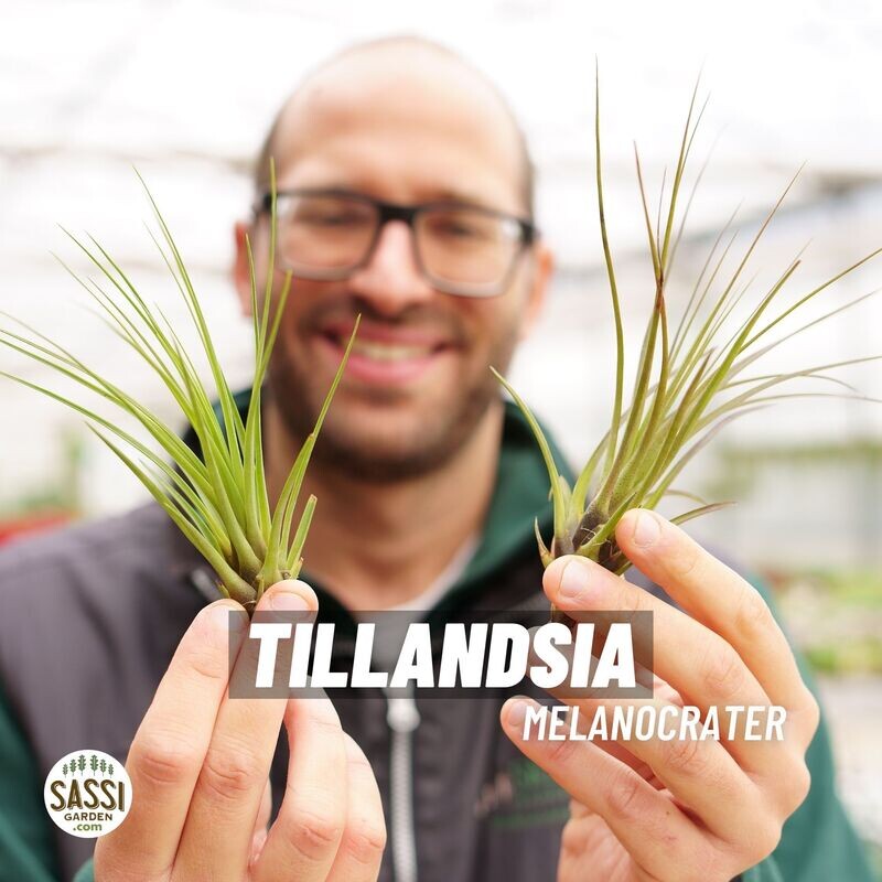 Tillandsia Melanocrater