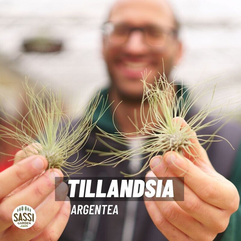 Tillandsia Argentea