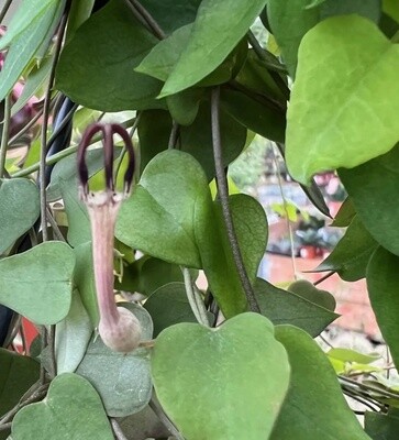 Ceropegia linearis &#39;Remy&#39;, Collana di cuori - vaso Ø14 cm