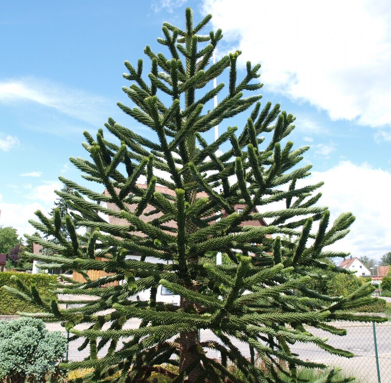 Araucaria Araucana, Pino del Cile - vaso Ø19 cm