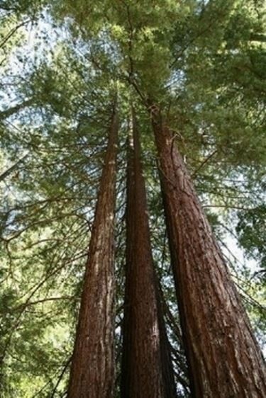 Sequoia Sempervirens Adpressa vaso 23