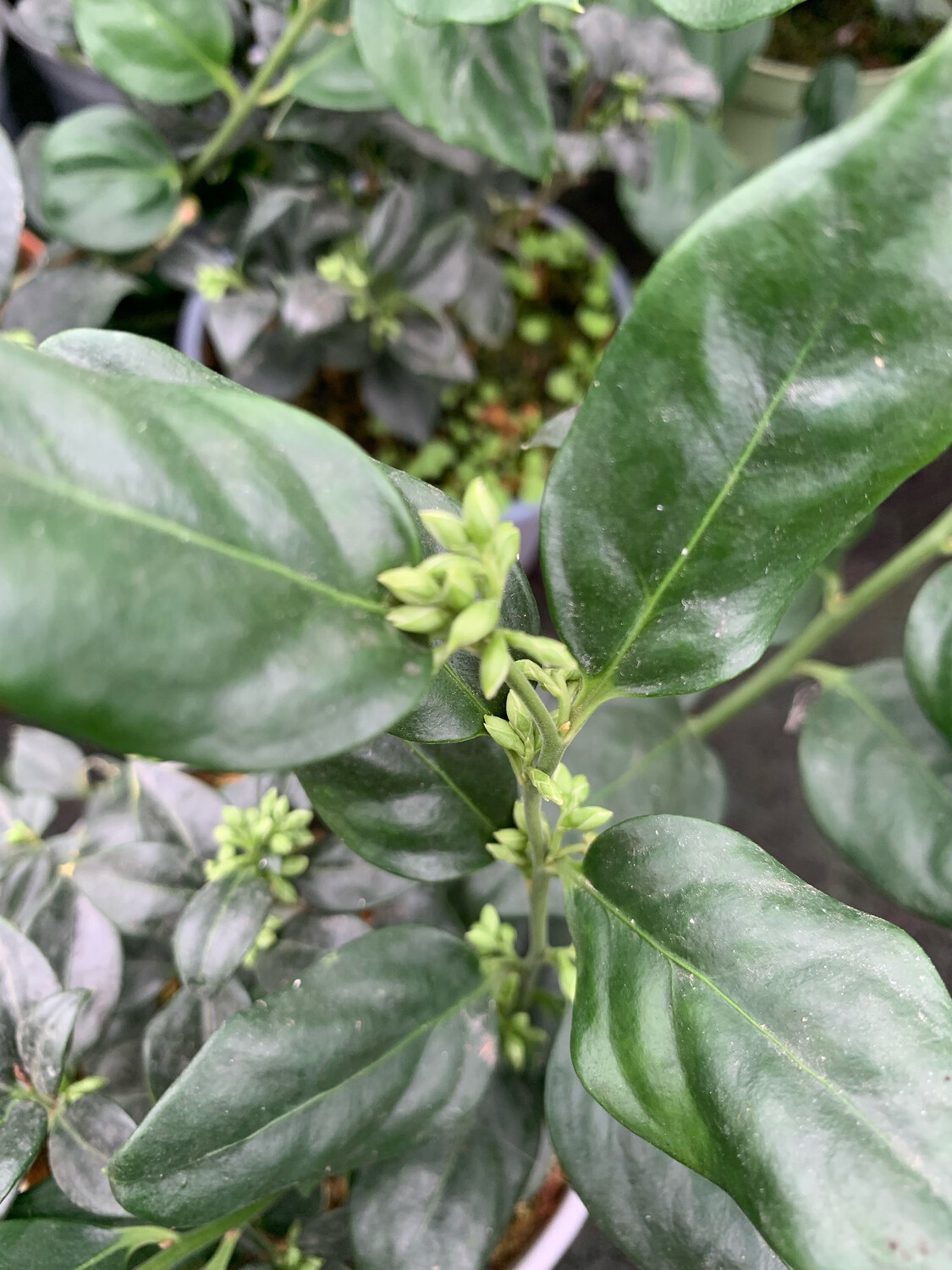 Sarcococca confusa - vaso Ø17 cm Sarcococca confusa - vaso Ø17 cm