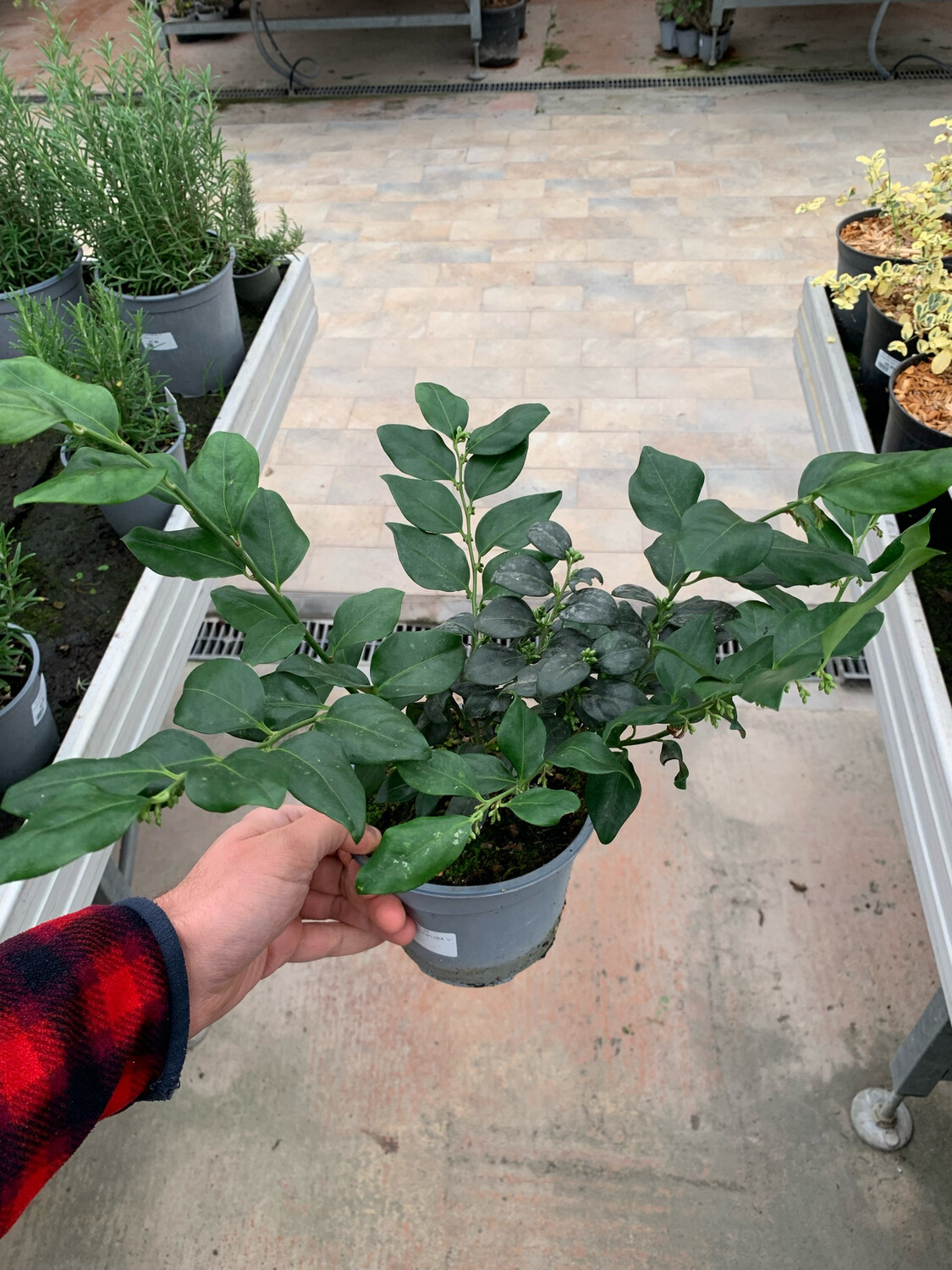 Sarcococca confusa - vaso Ø18 cm