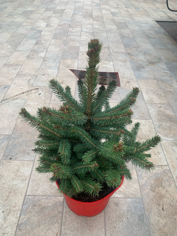 Abete Blu, Picea pungens &#39;Super Blue&#39;, Pino Argentato, Abete azzurro - vaso Ø23 cm