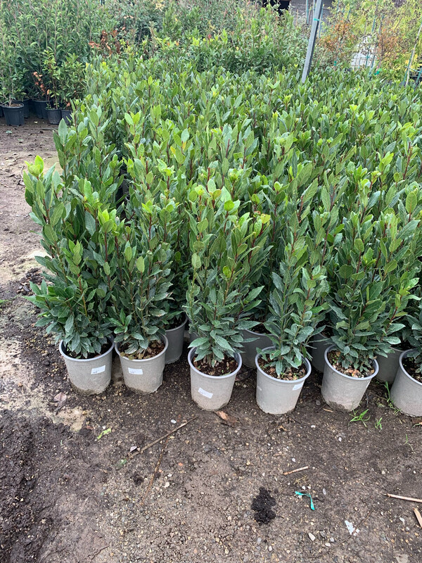 Laurus Nobilis, Alloro - vaso Ø 17 cm H 70-80