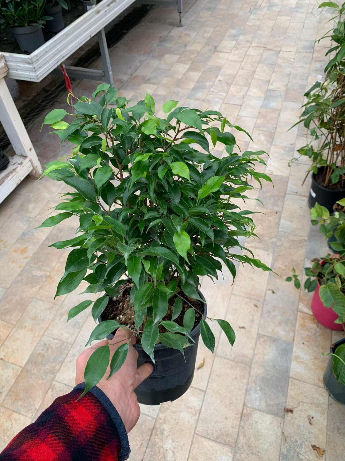 Ficus benjamina 'Green Kinky - Ficus kinky - vaso 20