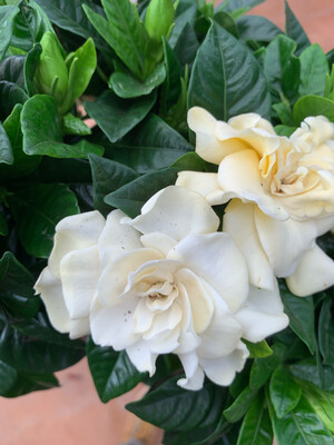 Gardenia vaso Ø 13 cm
