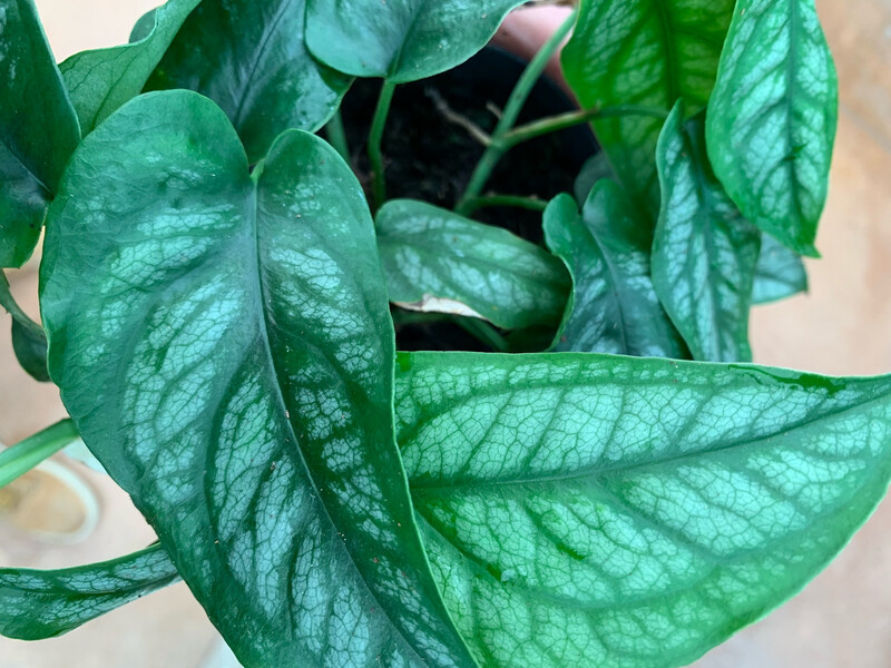 Monstera siltepecana - vaso Ø12 cm