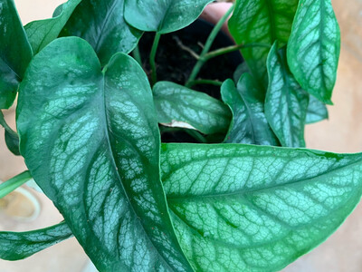Monstera siltepecana - vaso Ø12 cm