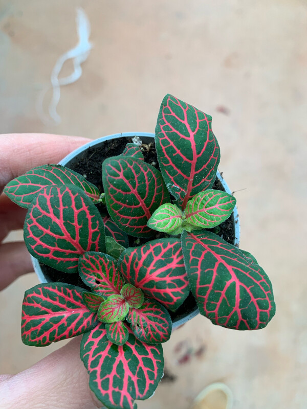 Fittonia &#39;Joly Josan&#39; - vaso Ø8 cm