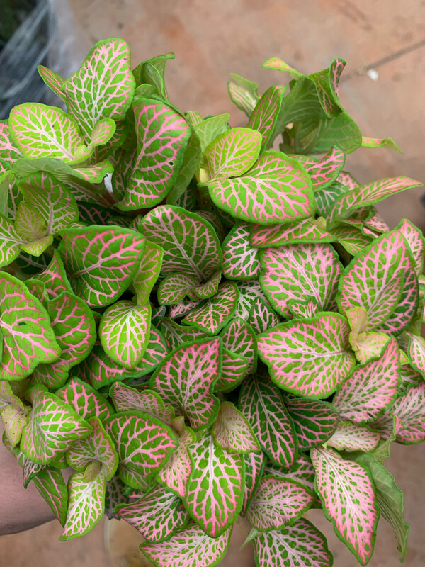 Fittonia &#39;Ruby Lime&#39; - vaso Ø12 cm