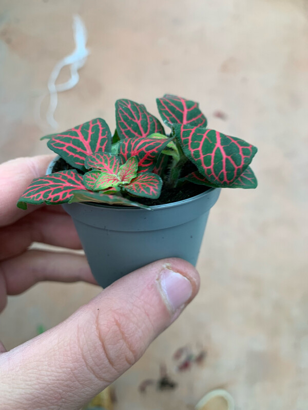 Fittonia 'Joly Josan' - vaso Ø8 cm