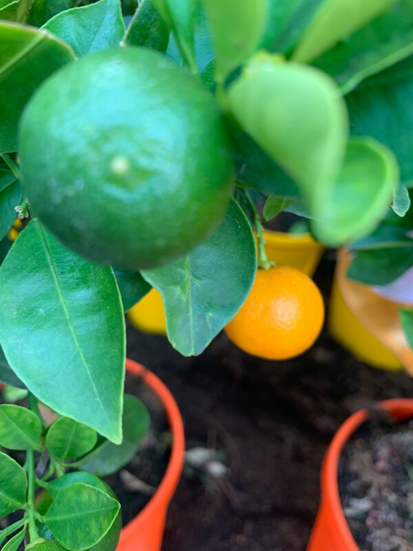 Calamondino, Citrus Mitis - vaso Ø21 cm