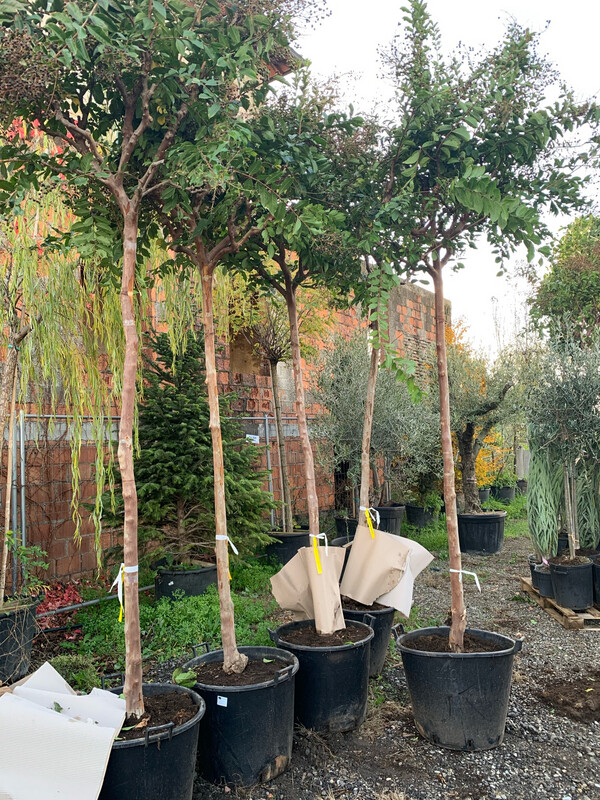 Lagerstroemia indica, Mirto crespo, Albero - circ. 20-22 cm
