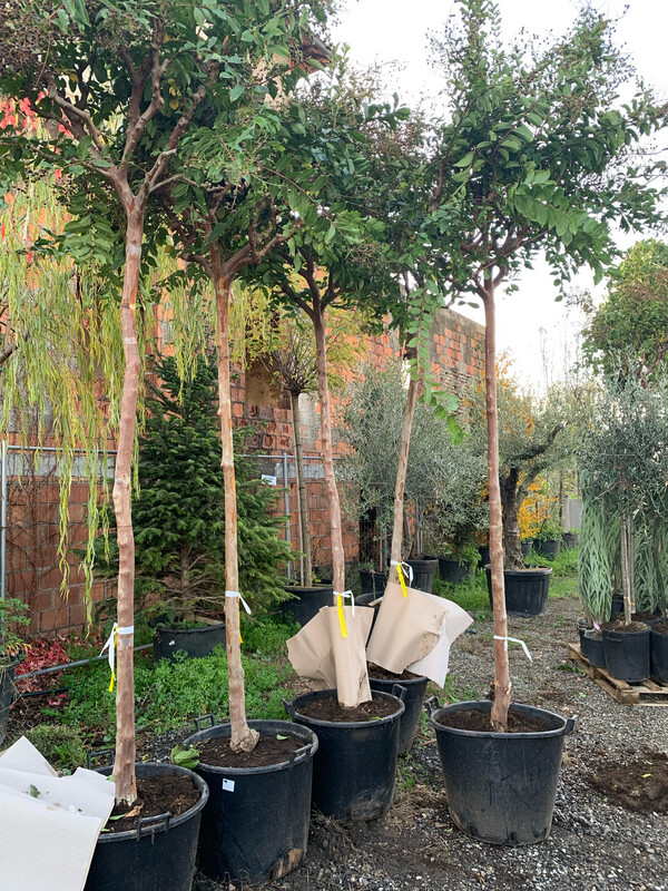 Lagerstroemia indica, Mirto crespo, Albero - circ. 20-22 cm
