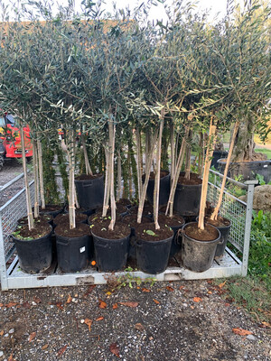 Ulivo Olivo Frantoio, Olea europaea var. Frantoio - vaso Ø40 cm