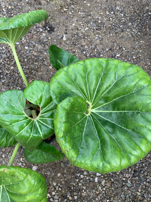 Farfugium japonicum &#39;Giganteum&#39;, Farfaraccio Giapponese - vaso Ø24 cm